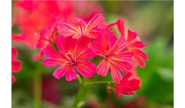 Gartenbaumschule Becker