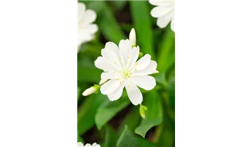 Gartenbaumschule Becker