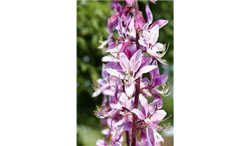 Gartenbaumschule Becker