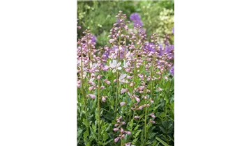 Gartenbaumschule Becker