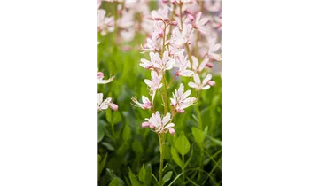 Gartenbaumschule Becker