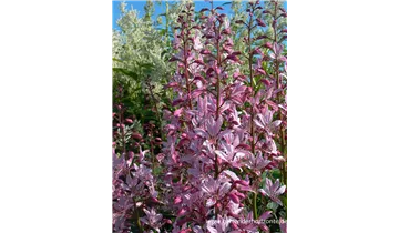 Gartenbaumschule Becker