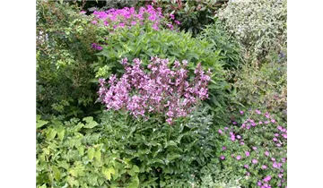 Gartenbaumschule Becker