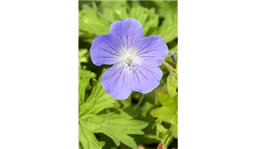 Gartenbaumschule Becker