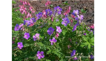 Gartenbaumschule Becker