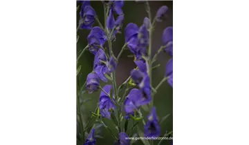 Gartenbaumschule Becker