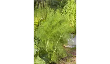 Gartenbaumschule Becker