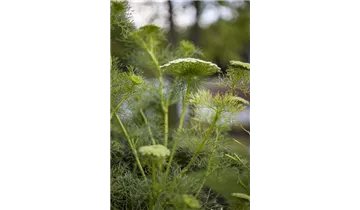 Gartenbaumschule Becker