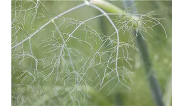 Gartenbaumschule Becker