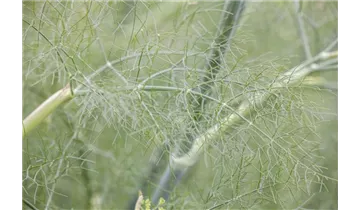 Gartenbaumschule Becker