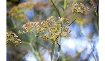 Gartenbaumschule Becker