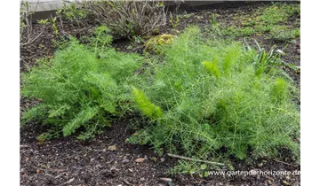 Gartenbaumschule Becker
