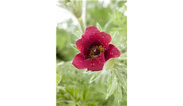 Gartenbaumschule Becker