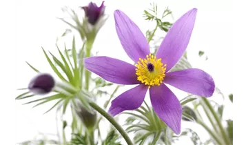 Gartenbaumschule Becker