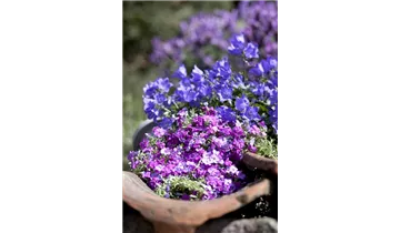 Gartenbaumschule Becker