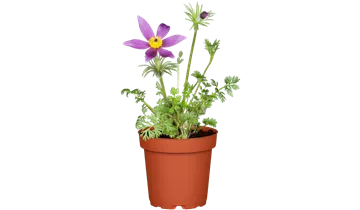 Gartenbaumschule Becker