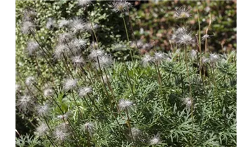 Gartenbaumschule Becker