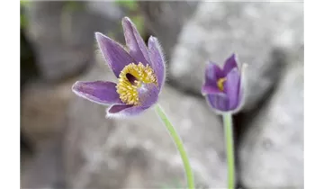 Gartenbaumschule Becker