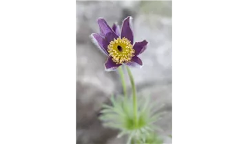 Gartenbaumschule Becker