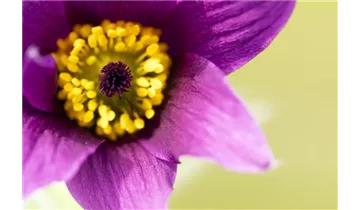 Gartenbaumschule Becker