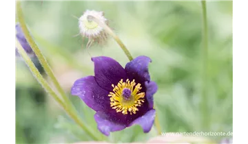Gartenbaumschule Becker