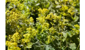 Gartenbaumschule Becker