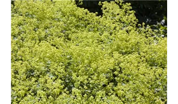 Gartenbaumschule Becker