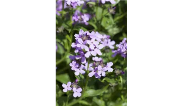 Gartenbaumschule Becker