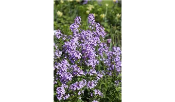 Gartenbaumschule Becker