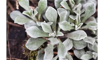 Gartenbaumschule Becker