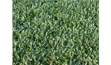 Gartenbaumschule Becker