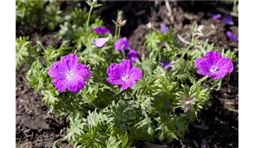 Gartenbaumschule Becker