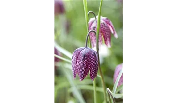 Gartenbaumschule Becker