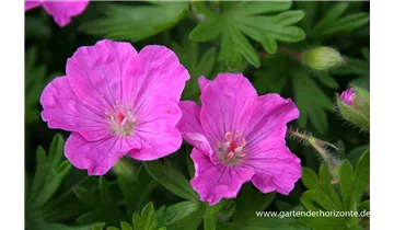 Gartenbaumschule Becker