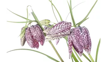 Gartenbaumschule Becker