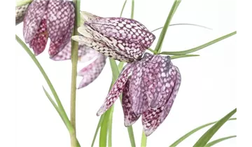 Gartenbaumschule Becker