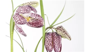 Gartenbaumschule Becker