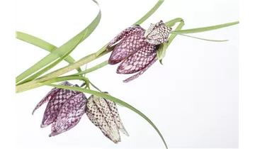 Gartenbaumschule Becker