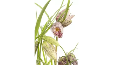 Gartenbaumschule Becker