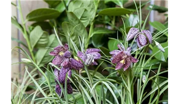 Gartenbaumschule Becker