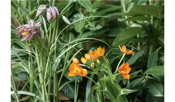 Gartenbaumschule Becker