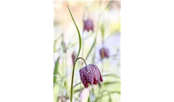 Gartenbaumschule Becker