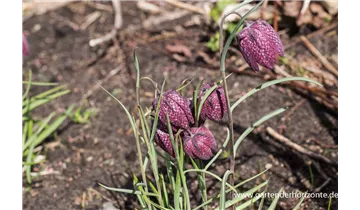 Gartenbaumschule Becker