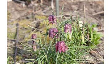 Gartenbaumschule Becker