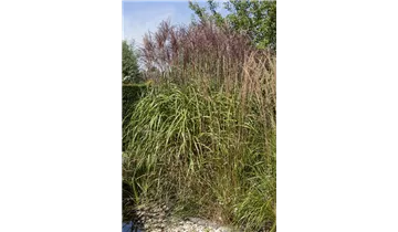 Gartenbaumschule Becker