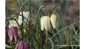 Gartenbaumschule Becker