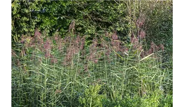 Gartenbaumschule Becker