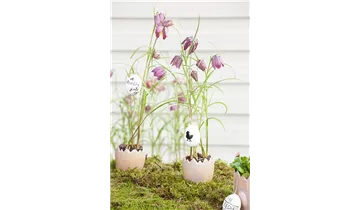 Gartenbaumschule Becker