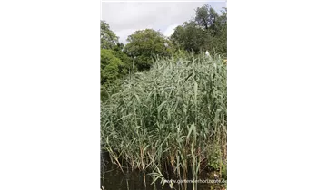 Gartenbaumschule Becker