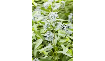 Gartenbaumschule Becker